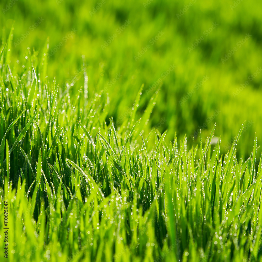 Obraz premium Green grass