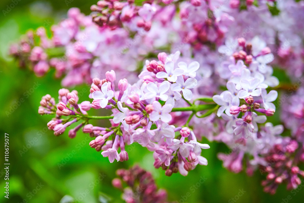 Lilac flowers