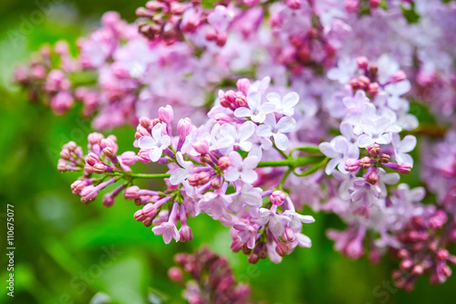 Lilac flowers