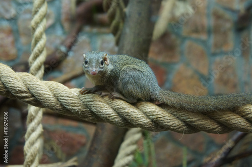 mongoose on the rope photo