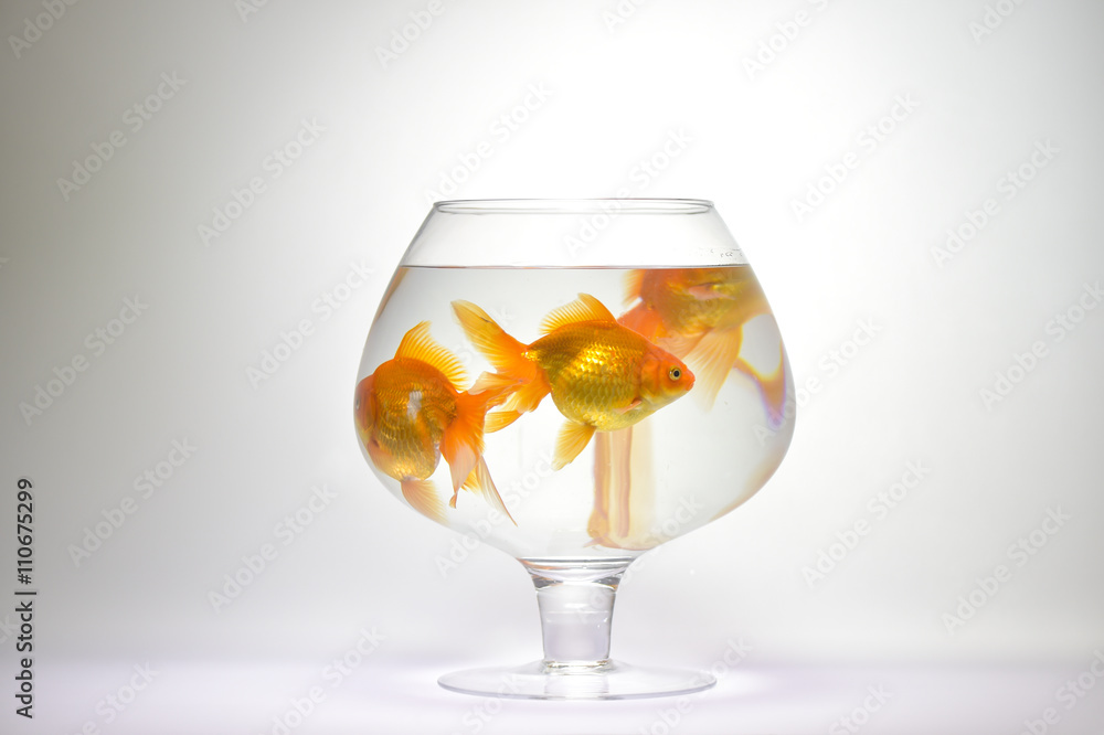 Tree Goldfishs in aquarium Tree Goldfishs in aquarium