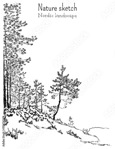 A sketch of pines on the stone hill. Nordic landscape.