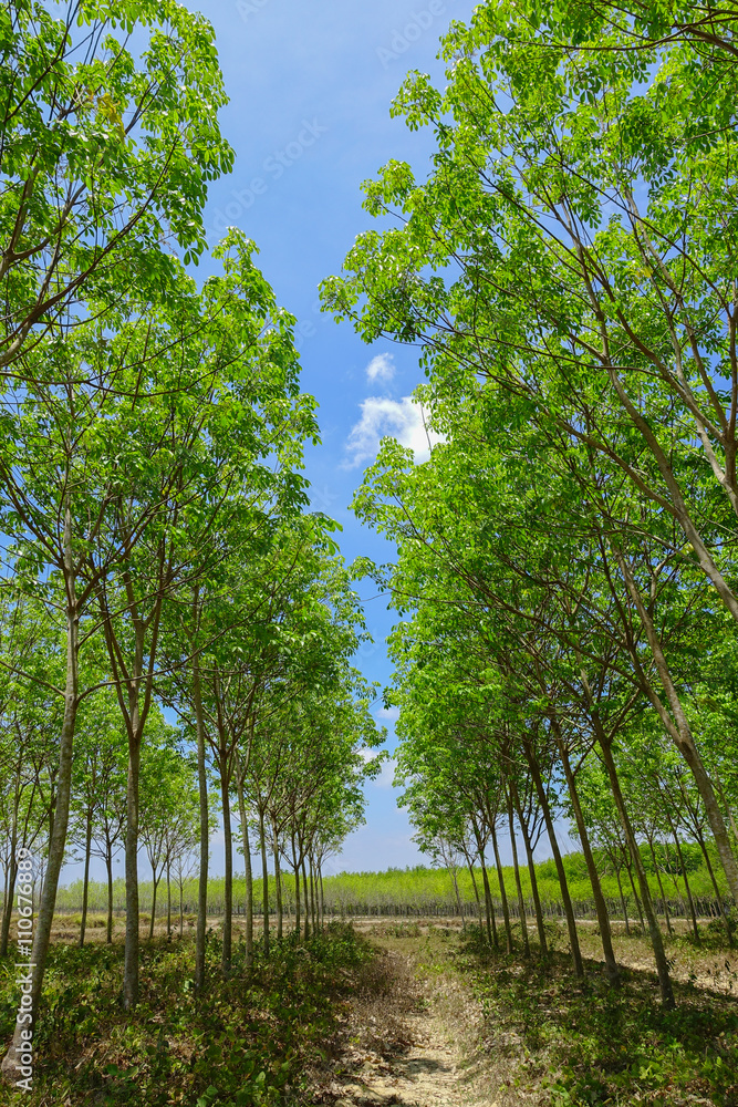Fototapeta premium rubber plantation tree background.