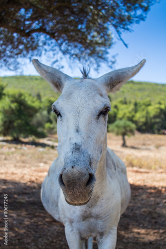 Donkey in Greece © darksider63