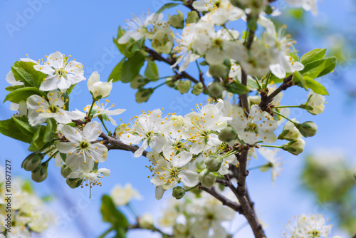 apple tree blossoms