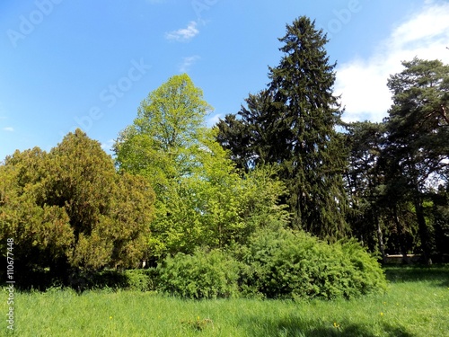 Deciduous and coniferous trees in park
