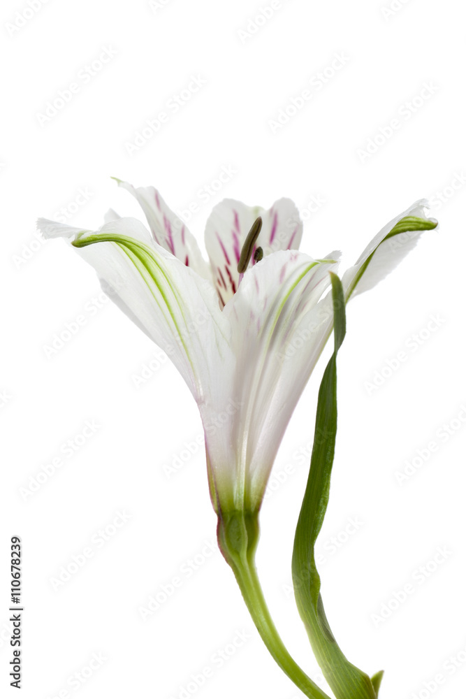 close-up image of white lily