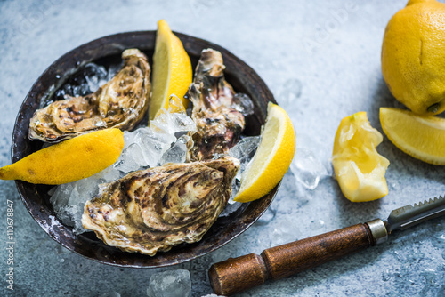 whole oyters in slate table with ice and lemon photo