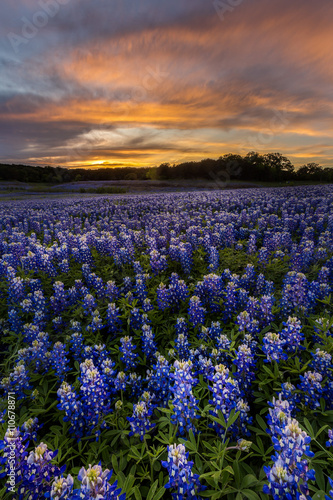 Beautiful Texas bluebonnet field in at Muleshoe Bend Recreation photo