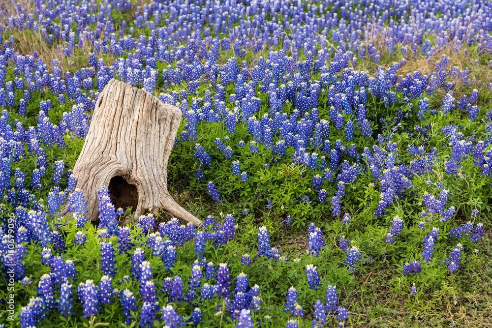 Beautiful Texas Bluebonnets and Stump.