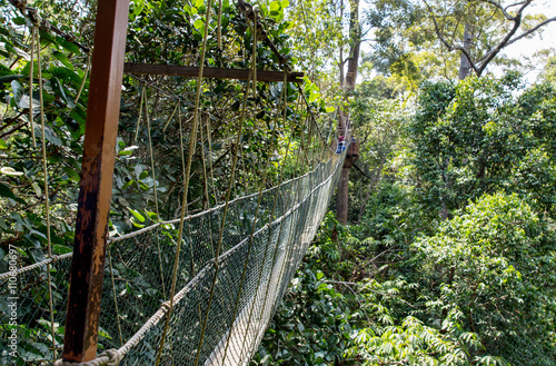 Hängebrücke über den Baumkronen des Taman Negara Nationalparkes