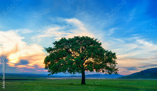 Beautiful and old Oak at the sunset