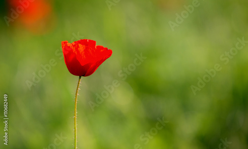 Closeup of single poppy flower in field of grass. Isolated.