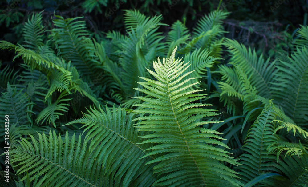Ferns in a ray of sun