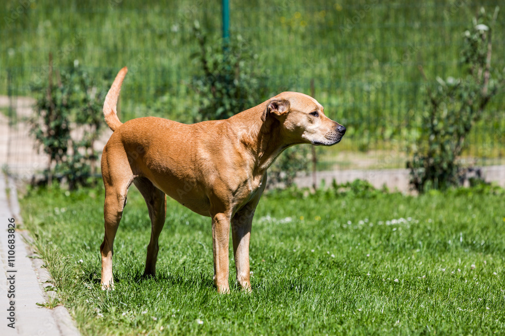 Brown mixed shelter dog on a meadow