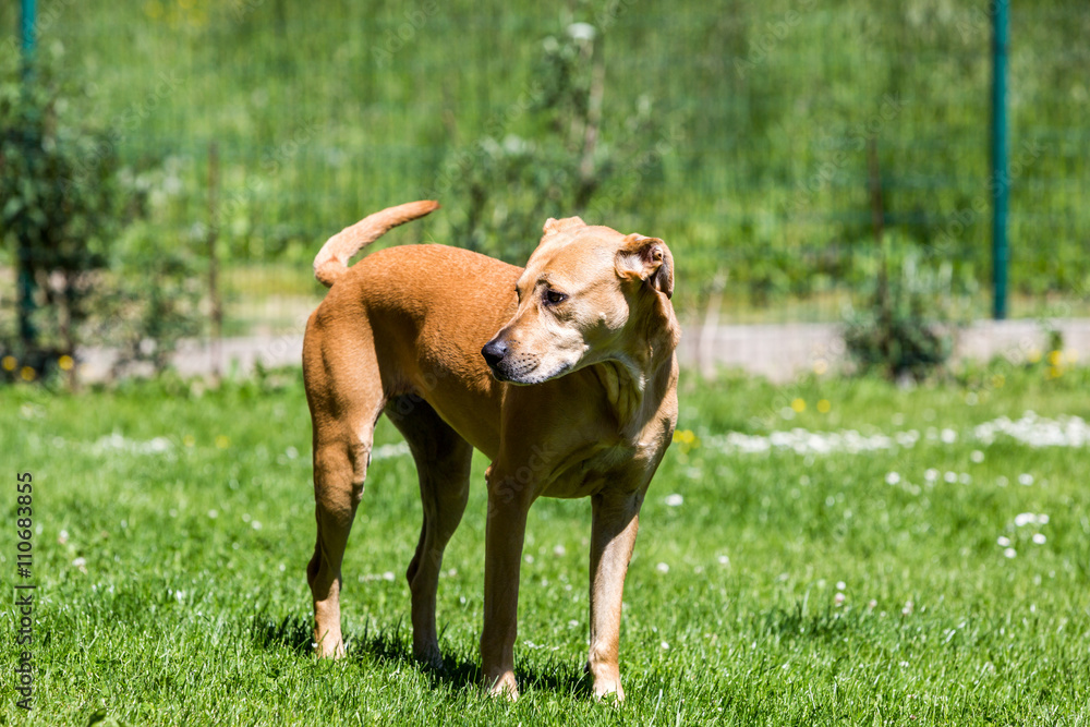 Brown mixed shelter dog on a meadow