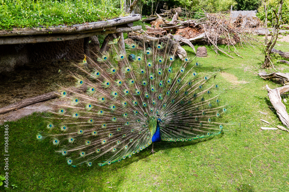Obraz premium View of a beautiful peacock standing in a zoo