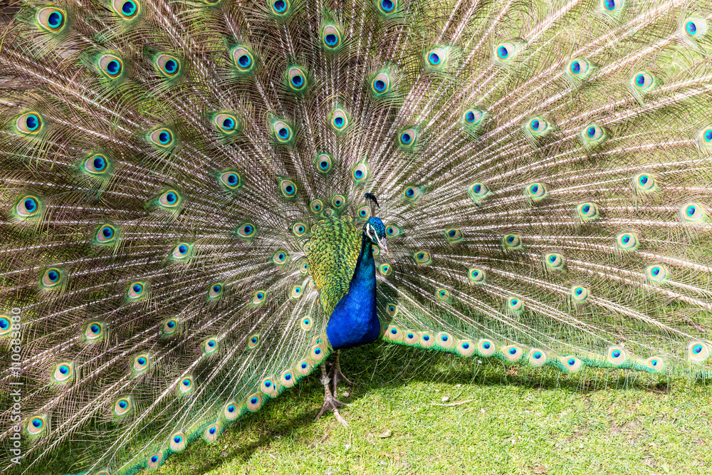 Obraz premium View of a beautiful peacock standing in a zoo