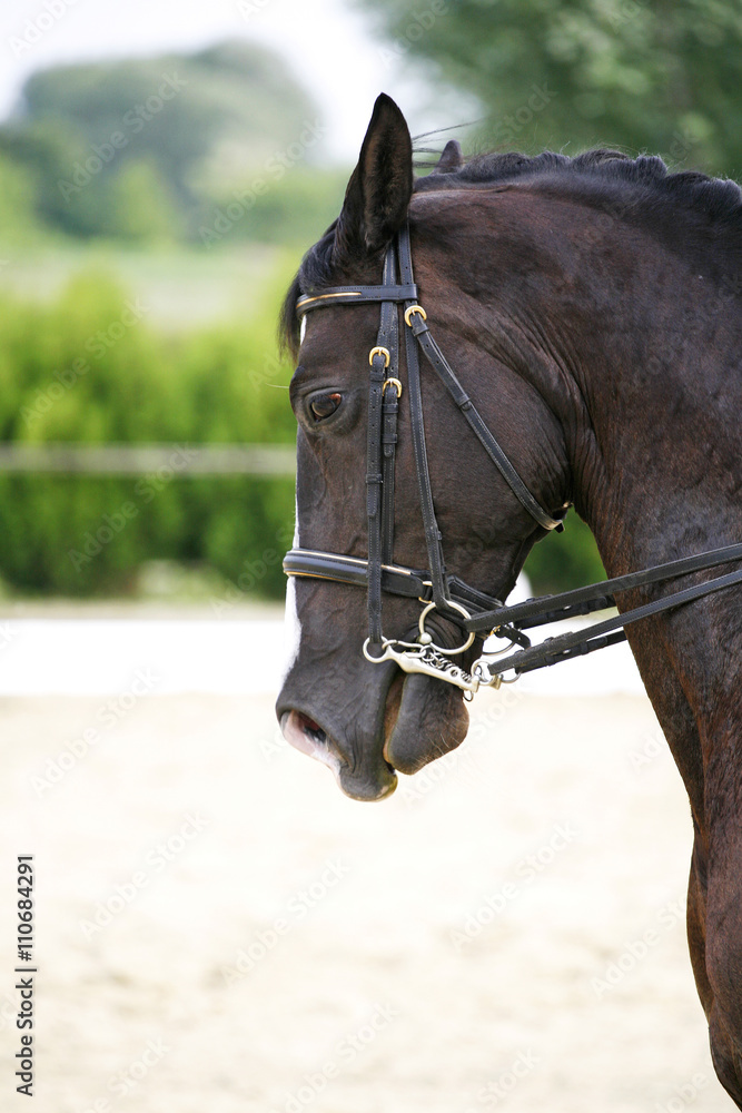 Obraz premium Side view portrait of a bay dressage horse during training outdo