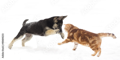 Fototapeta Naklejka Na Ścianę i Meble -  German Shepherd puppy and cat jumping