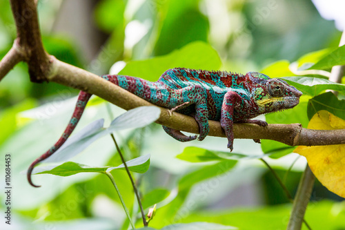 View of a green chameleon in a zoo photo