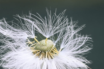 Fotobehang Paardenbloem Witte paardenbloem in detail  © nataba