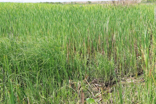 Green reeds in marsh 