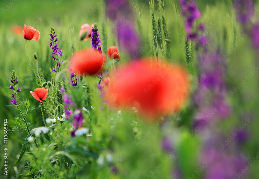 Naklejka premium Abstract image of a field with spring flowers