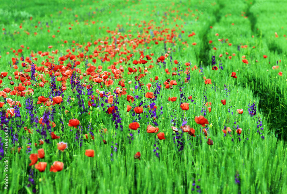 Abstract image of a field with spring flowers