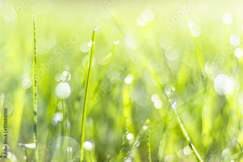 Grass in the sun with beautiful bokeh