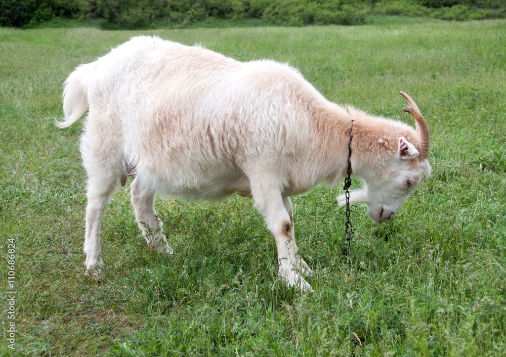 goat are grazing on grass in the village goat are grazing on grass in the village