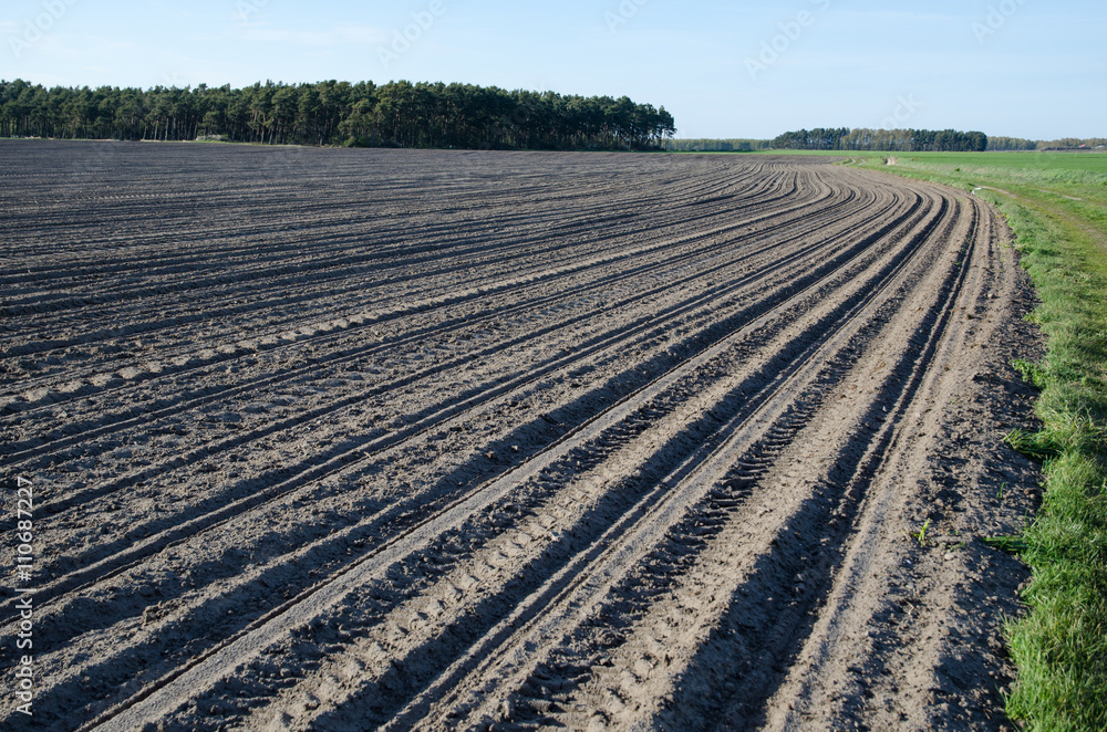 Newly sowed corn field
