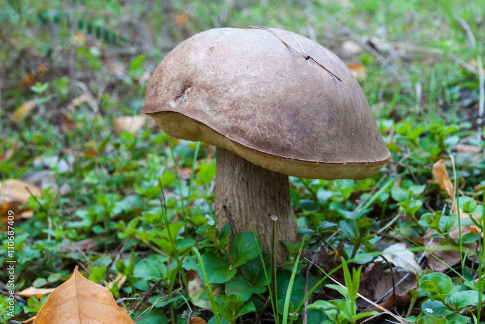 brown cap boletus mushroom brown cap boletus mushroom
