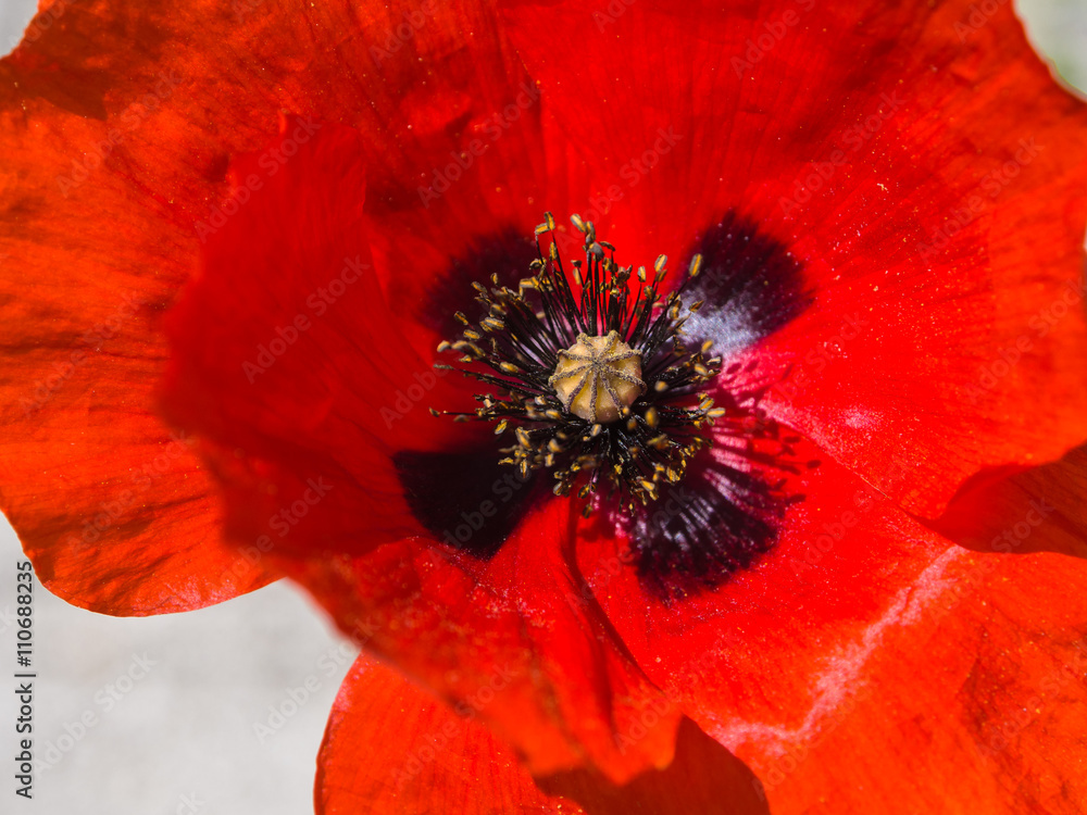 One red poppy isolated on white background One red poppy isolated on white background