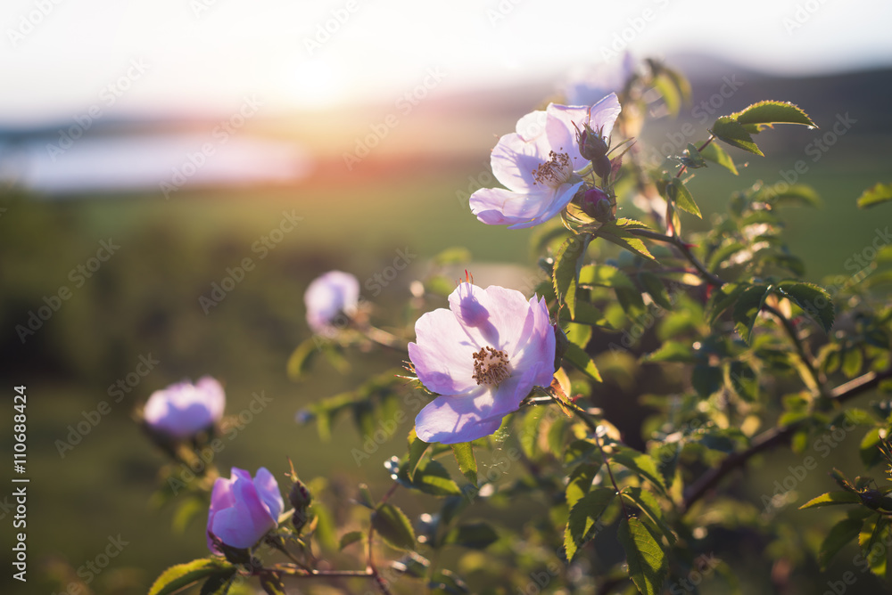 Fototapeta premium Flowers of dog-rose rosehip growing in nature