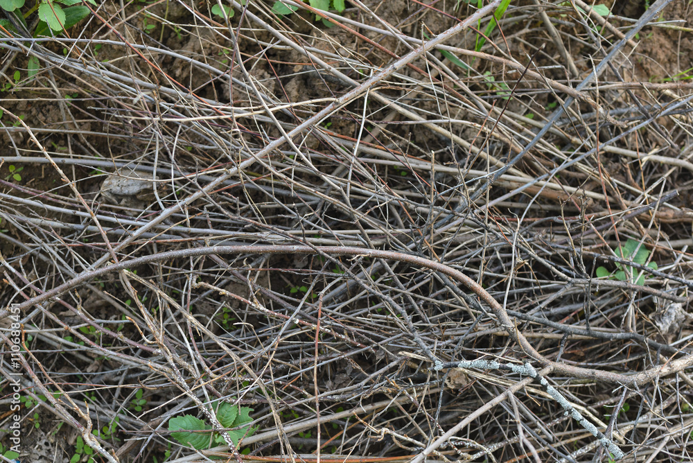 heap of branches lying on grass heap of branches lying on grass