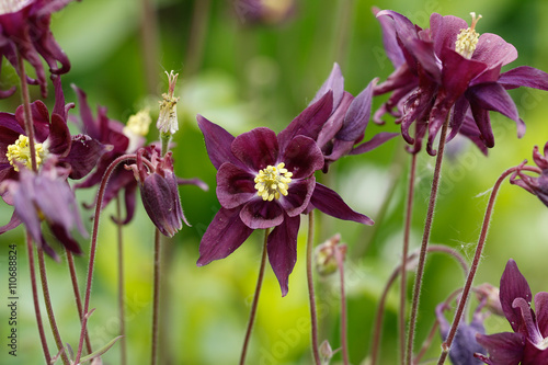 Purple columbine flower close up