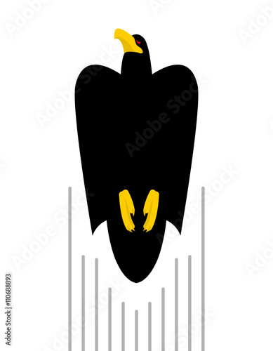 Flight of Black Hawk. Bird flies to top of predator. Kite with f