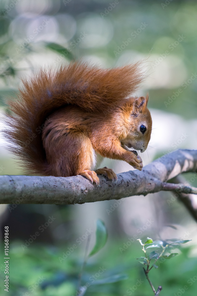 Obraz premium Eurasian Red Squirrel (Sciurus vulgaris)