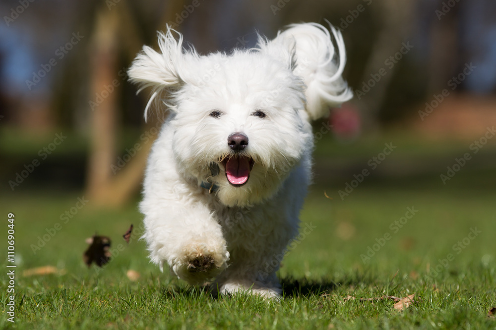 Coton de Tulear dog running outdoors in nature Coton de Tulear dog running outdoors in nature