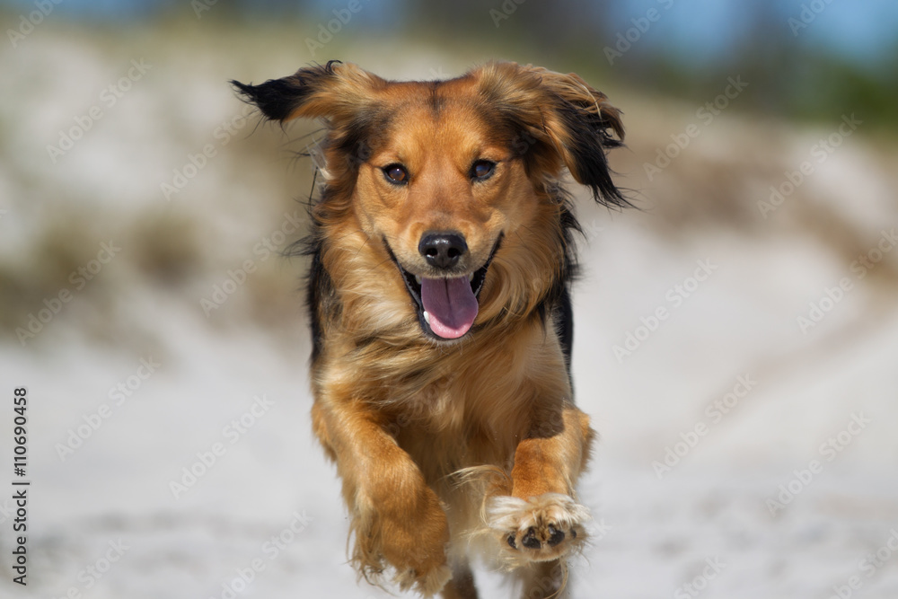 Dog running outdoors in nature