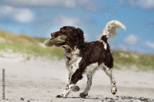 Fototapeta Naklejka Na Ścianę i Meble -  Kleiner Munsterlander dog outdoors in nature