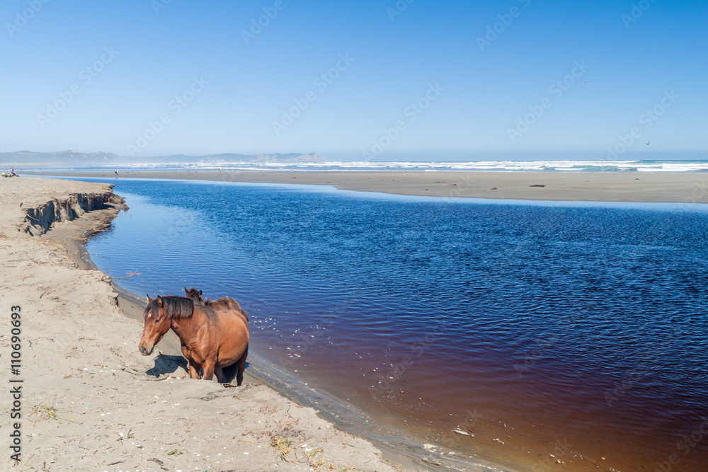 Horses on a beach in Chiloe National Park, Chile Horses on a beach in Chiloe National Park, Chile