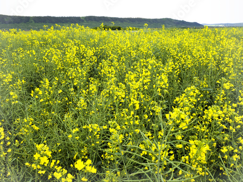 Yellow field of rape plant, used for making canola oil or adding in biofuel, yellow background 