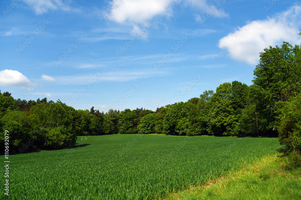 Meadow and forests in Kokorin area Meadow and forests in Kokorin area