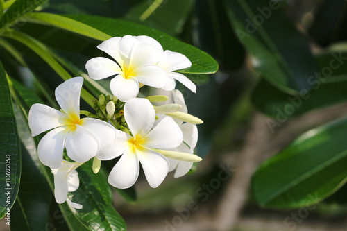 white plumeria or frangipani flower.