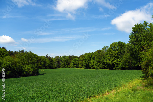 Meadow and forests in Kokorin area