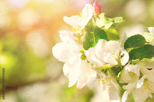 White-pink flower of an apple-tree close up