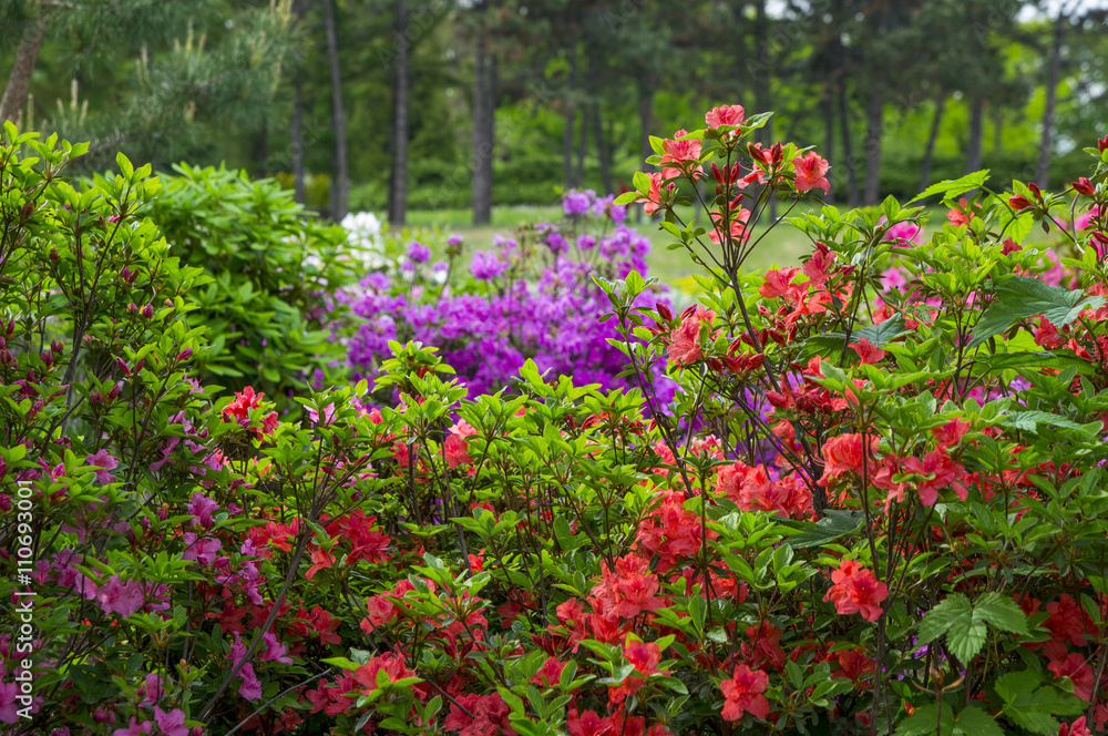 varicoloured rhododendron flowers in the spring garden background