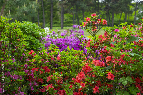 varicoloured rhododendron flowers in the spring garden background © viktorbond